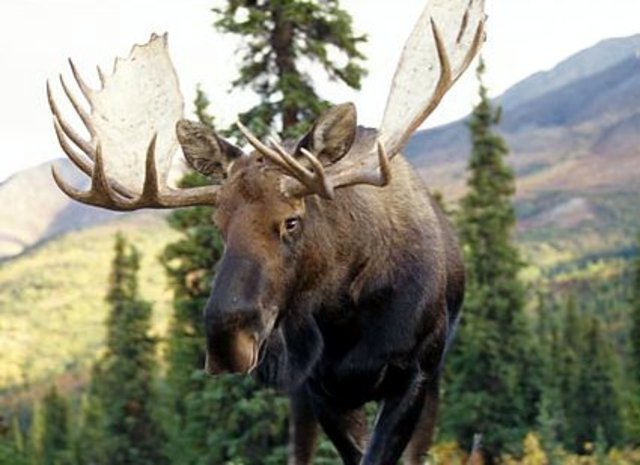 Moose attack number 1