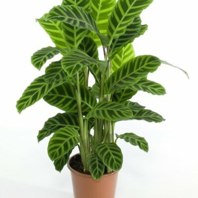 Timeline: PROCESO DE DESARROLO DE UNA PLANTA