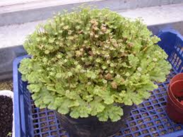 Evolucion de las Plantas