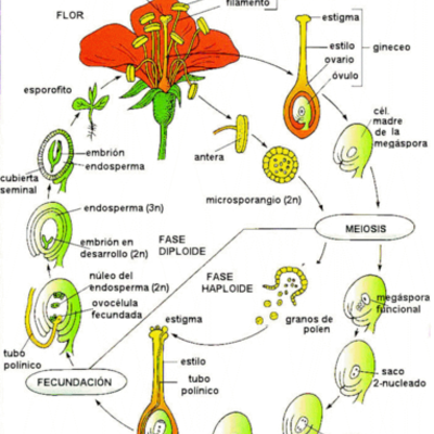 Timeline: EVOLUCION DE LAS PLANTAS