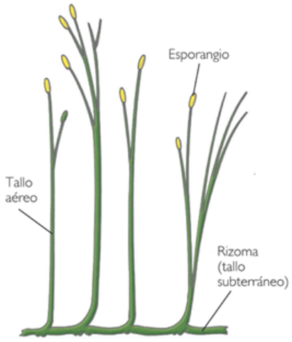 Las plantas criptógramas o sin flores