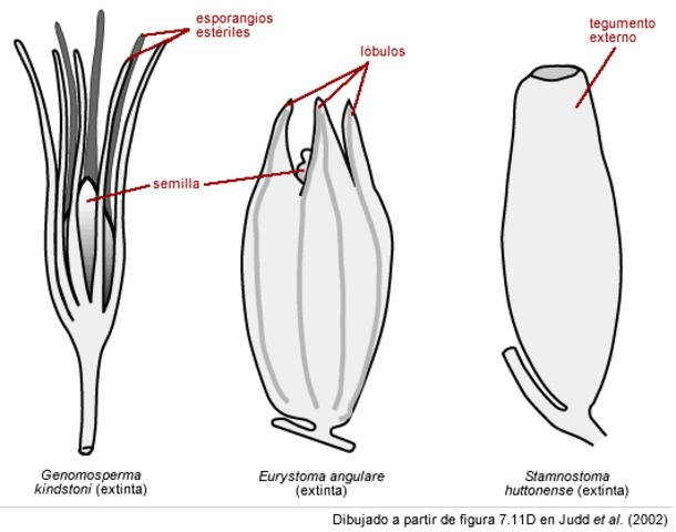 Las plantas fanerógamas o con flores,