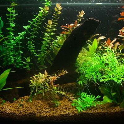 Timeline: EVOLUCION DE LAS PLANTAS