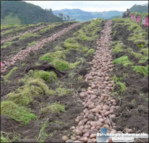 Evolucion De Las Plantas