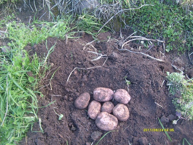 evolucion de las plantas