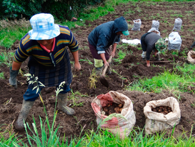 Evolucion De Las Plantas