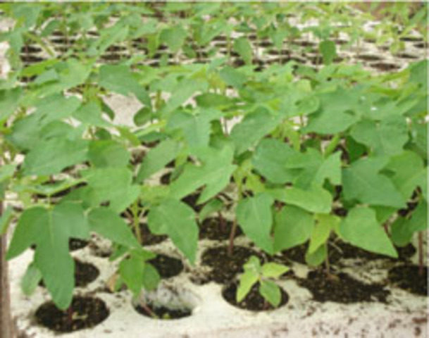 La Planta & Su Evolucion