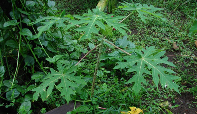 La Planta & su Evolucion