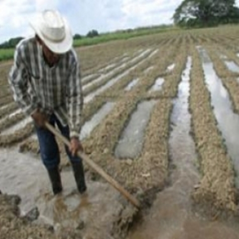La Planta & Su Evolucion