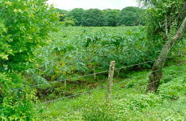 La Planta & Su Evolucion