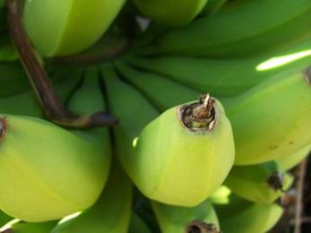 La Planta & Su Evolucion