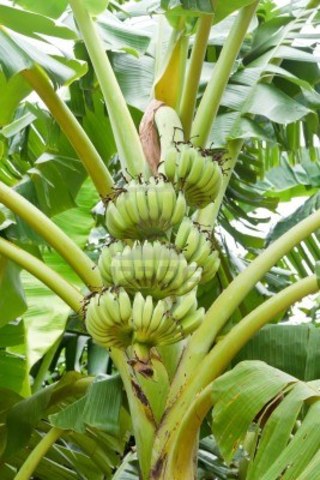 La Planta & Su Evolucion