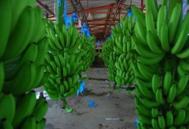 La Planta & su Evolucion