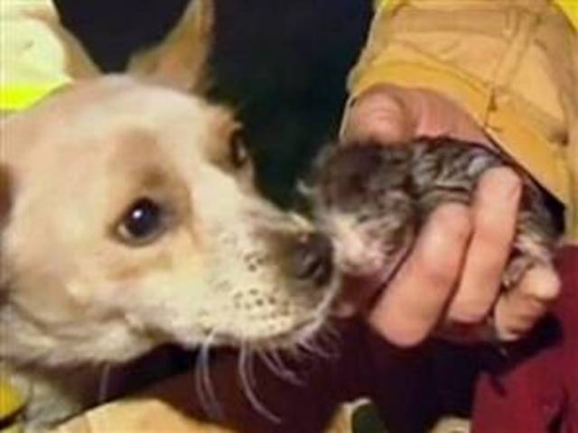 Hero dog risks life to save kittens from fire