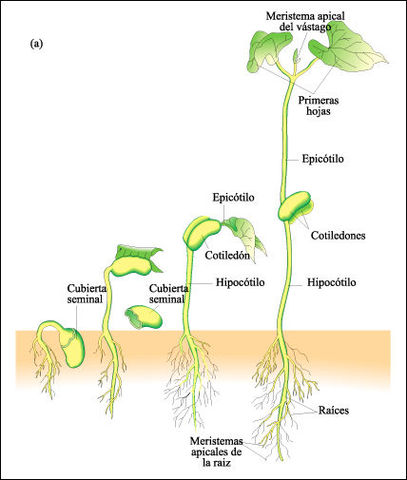 Crecimiento De La Semilla