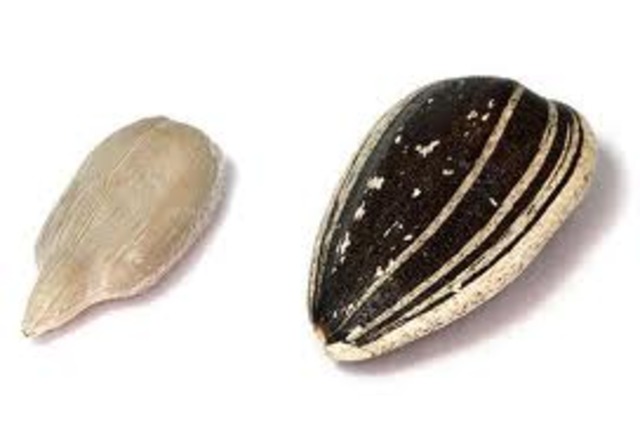 plantacion de la semilla