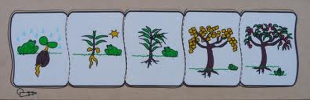 Crecimiento total del arbol