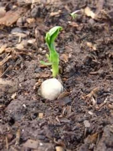 pasos de siembra vgp