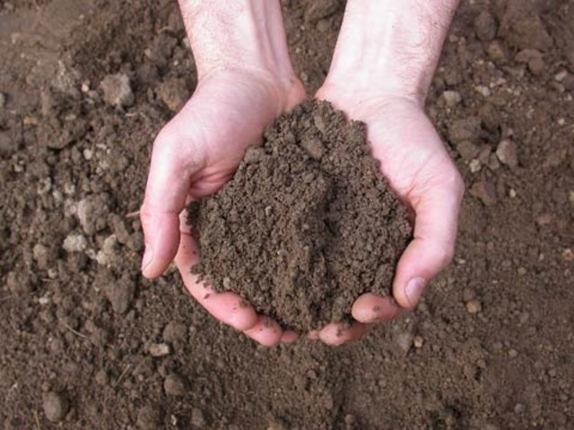 pasos de siembra vgp