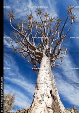 Etapa terminal del arbol