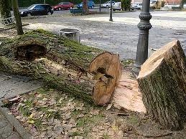 Inicio de una nueva planta