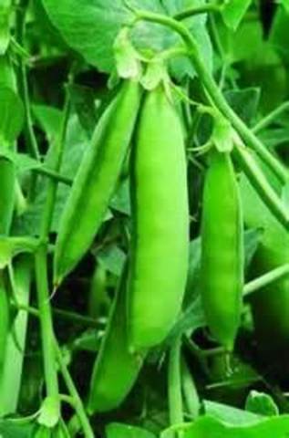 pasos de siembra vgp