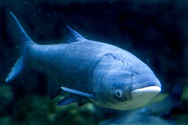 Chinese Carp