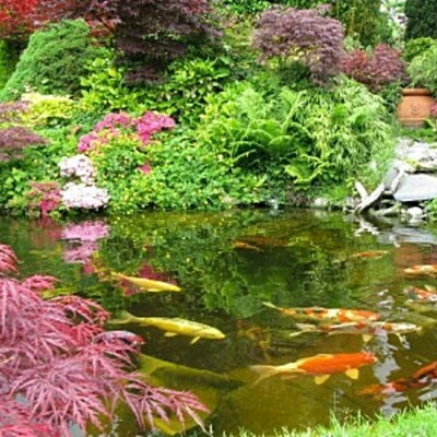 Timeline: Fishkeeping by Steven Page