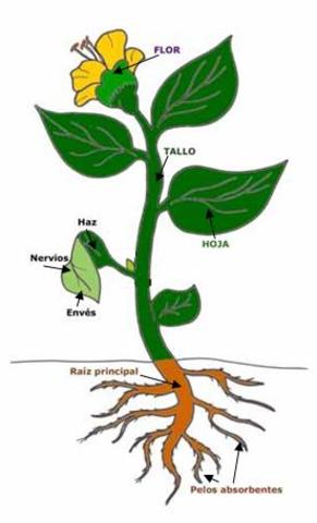 CRECIMIENTO DE PLANTAS