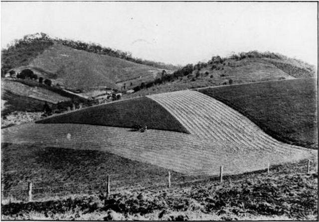 Lucerne fields, Brookfield, Brisbane 1911