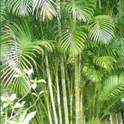 Timeline: evolucion palma areca