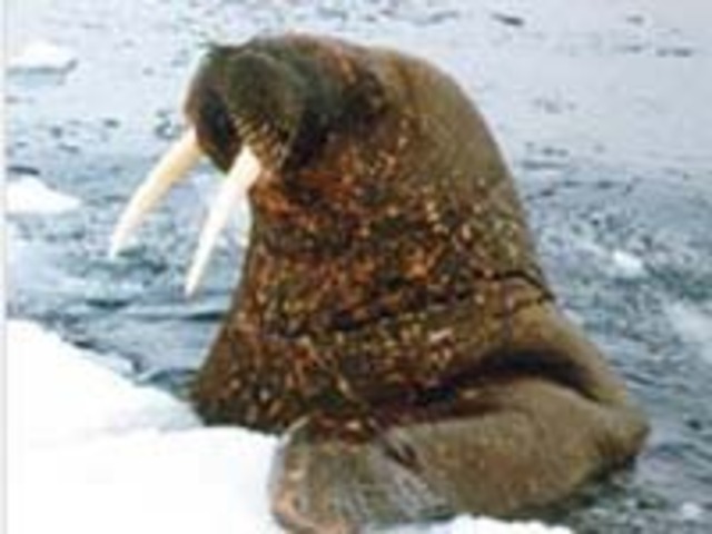 Праздник "Керченский морж"