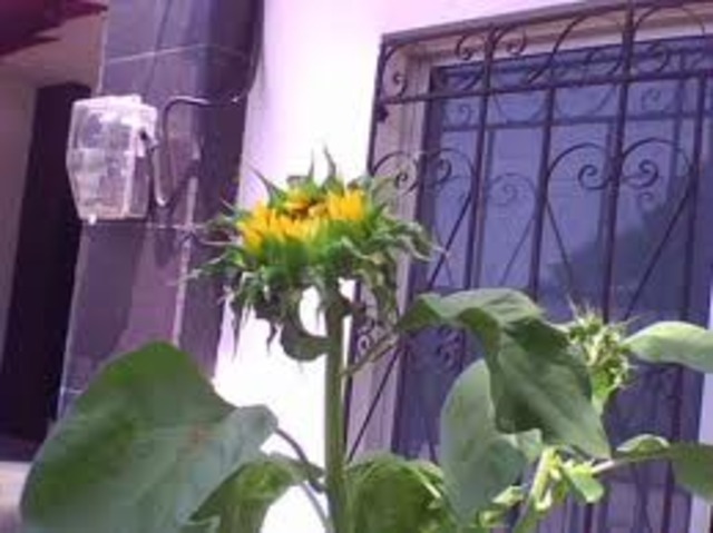 pasos para la reproduccion de una planta