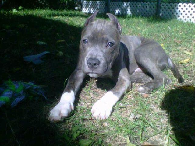 J'ai eu un chiot!!!!!!!!!!!