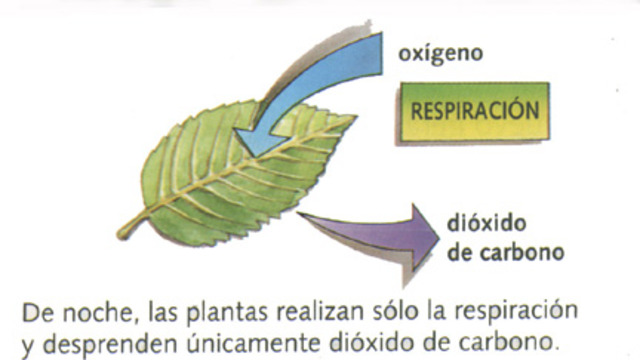 La Respiracion