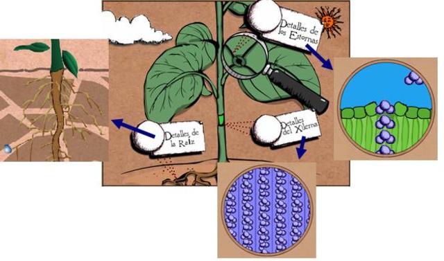 CRECIMIENTO DE LAS PLANTAS