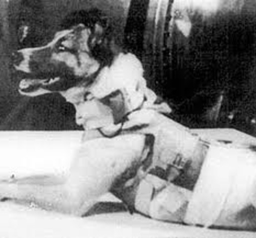 First mammal into orbit was a dog named Laika from Russia