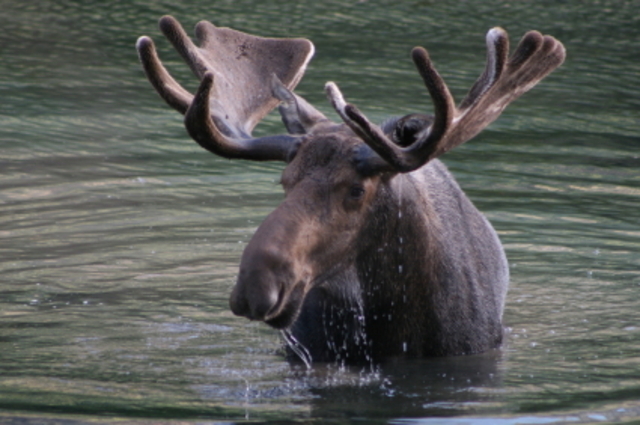 the moose