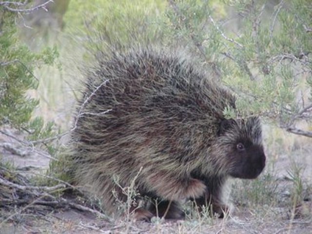 the porcuipine