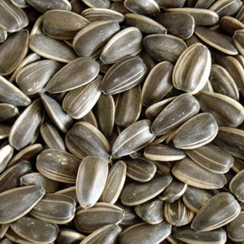 SE UTILIZA LA SEMILLA DEL GIRASOL