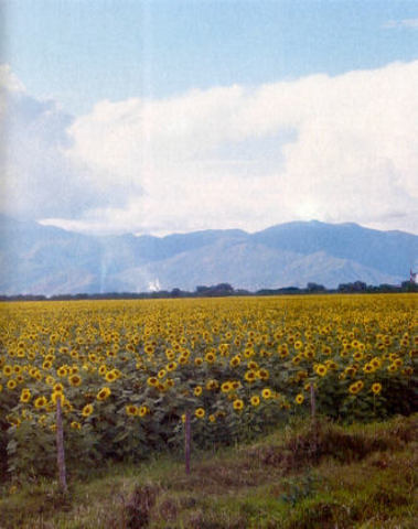 SE CULTIVA EL GIRASOL EN COLOMBIA