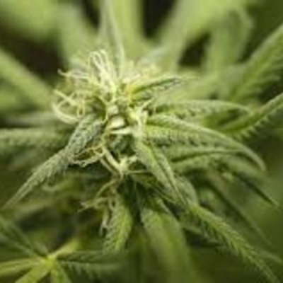 Timeline: La dépénalisation du cannabis dans le paysage politique français