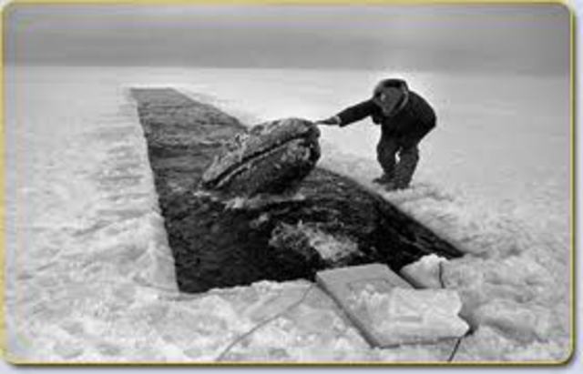 Commercial Whaling Begins