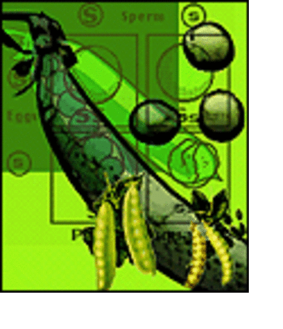 Rediscovery of Mendel's Wor