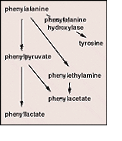First Screen for Metabolic Defect in Newborns