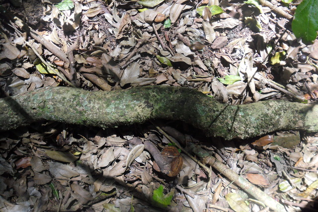 algae on a wood trunk