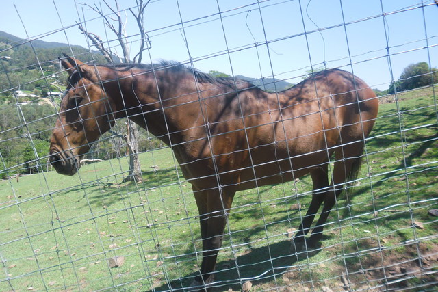 Horse at the fence