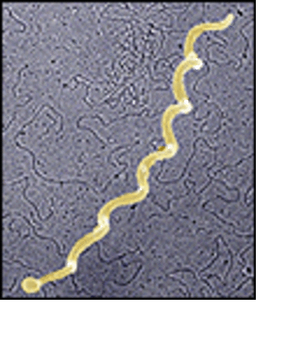 Microbial Genome Project