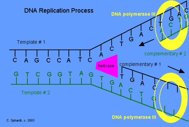 DNA Copying Enzyme