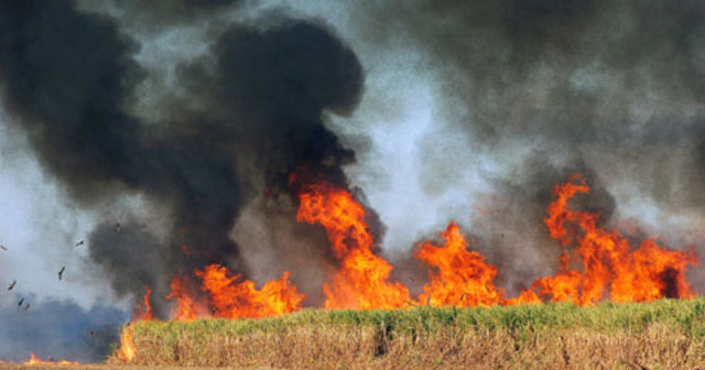 SUGAR CANE ON FIRE!